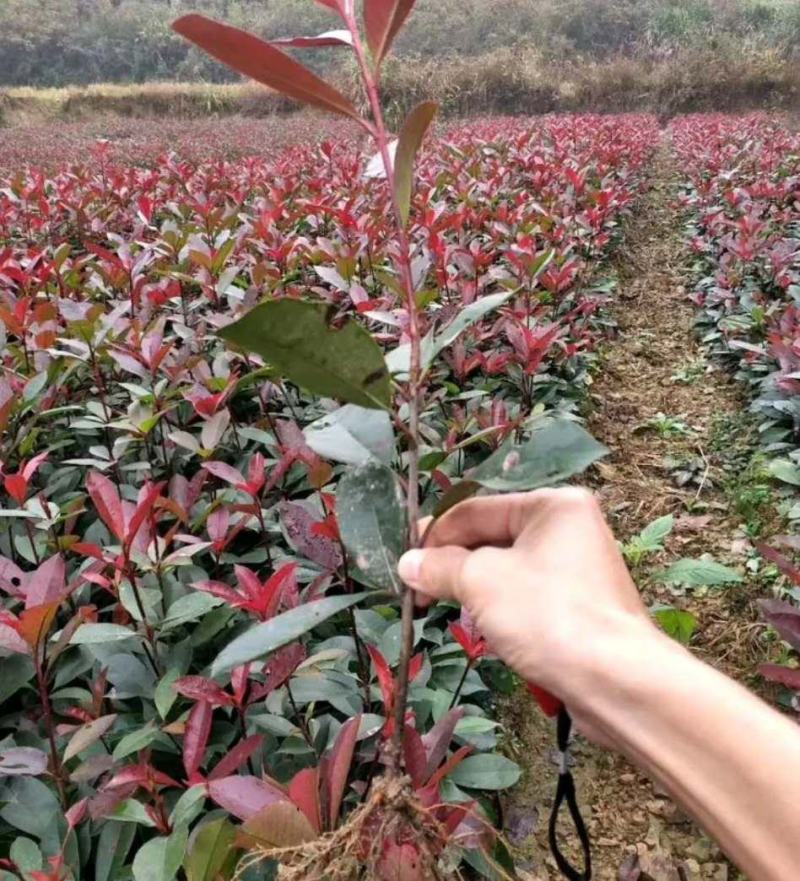 红叶石楠苗绿化苗木园林绿化红叶石楠树苗庭院植物红叶苗子