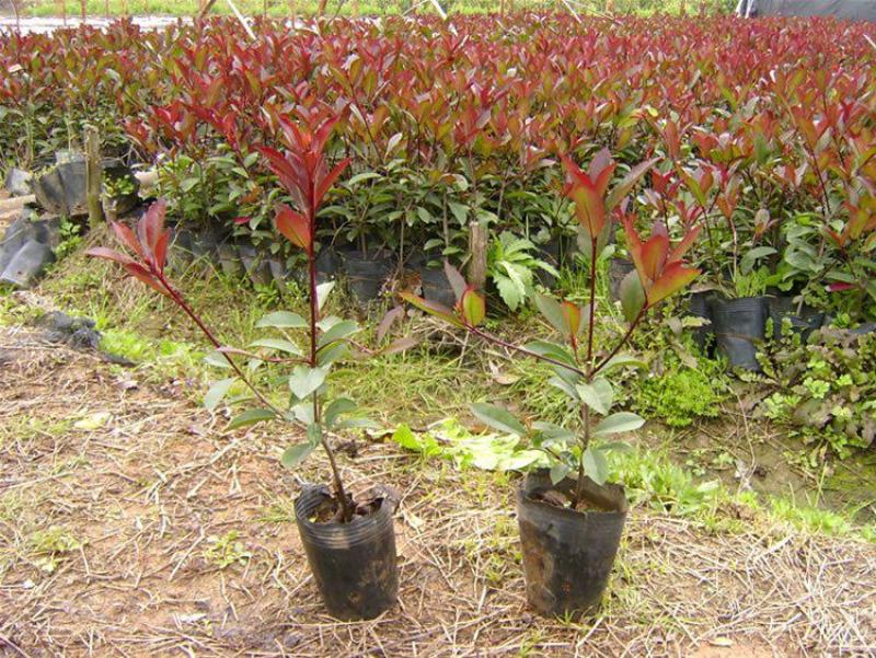 红叶石楠苗绿化苗木园林绿化红叶石楠树苗庭院植物红叶苗子