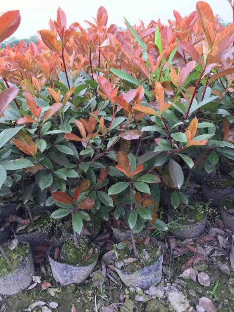 红叶石楠苗绿化苗木园林绿化红叶石楠树苗庭院植物红叶苗子