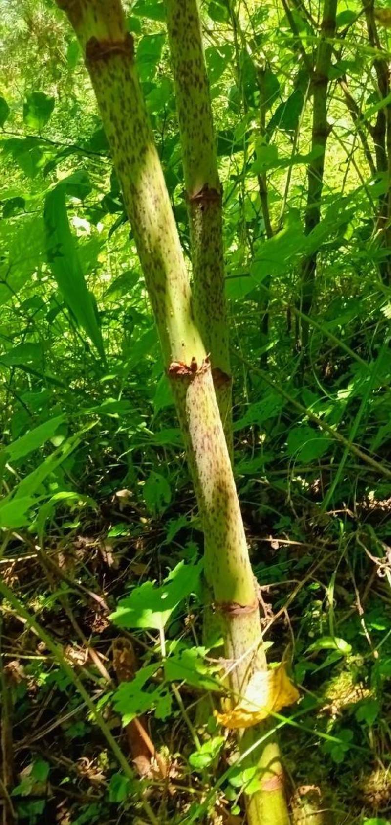 虎杖