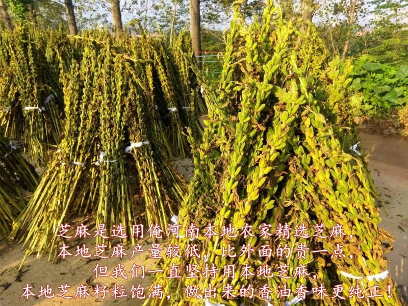 纯正黑芝麻香油白芝麻油正宗小磨香油无添加月子油