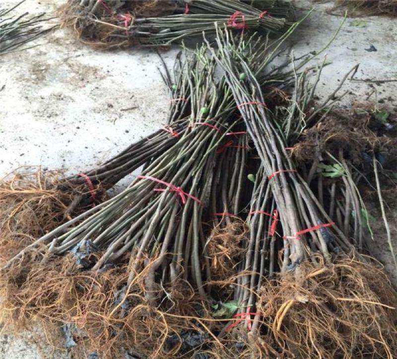 无花果树苗南北方种植盆栽地栽阳台庭院四季种植果树