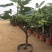 无花果树苗南北方种植盆栽地栽阳台庭院四季种植果树