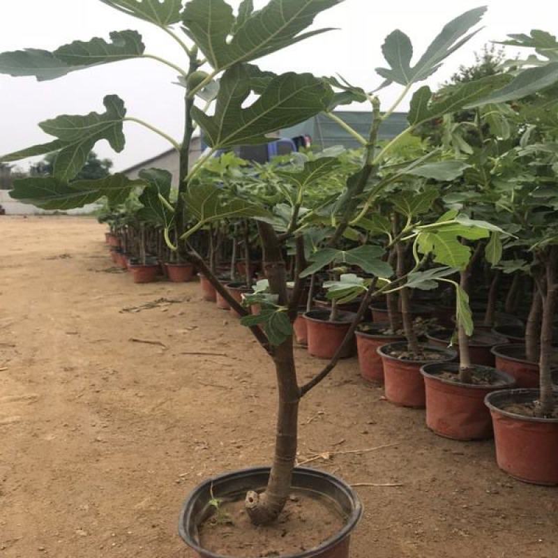 无花果树苗南北方种植盆栽地栽阳台庭院四季种植果树