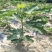无花果树苗南北方种植盆栽地栽阳台庭院四季种植果树