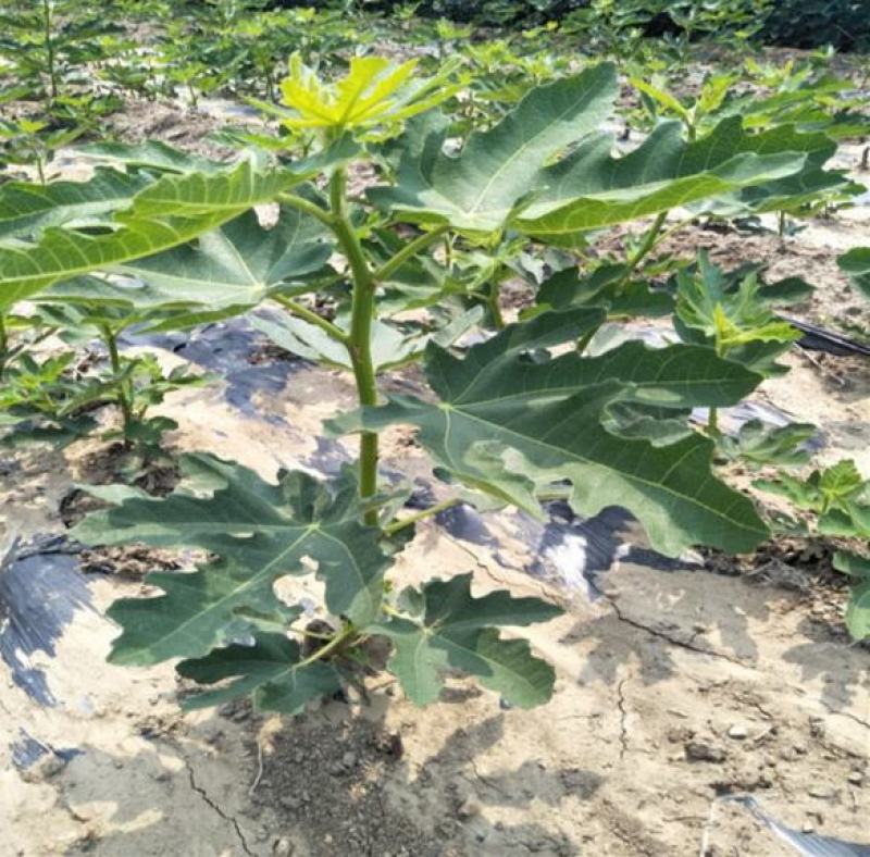 无花果树苗南北方种植盆栽地栽阳台庭院四季种植果树