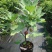 无花果树苗南北方种植盆栽地栽阳台庭院四季种植果树