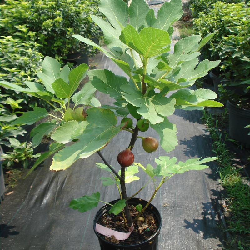 无花果树苗南北方种植盆栽地栽阳台庭院四季种植果树