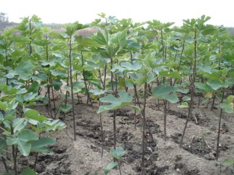 无花果树苗南北方种植盆栽地栽阳台庭院四季种植果树