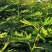 无花果树苗南北方种植盆栽地栽阳台庭院四季种植果树