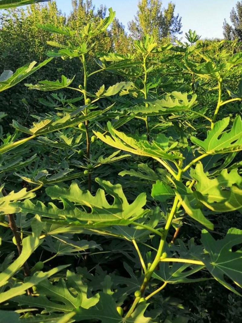 无花果树苗南北方种植盆栽地栽阳台庭院四季种植果树