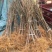 无花果树苗南北方种植盆栽地栽阳台庭院四季种植果树