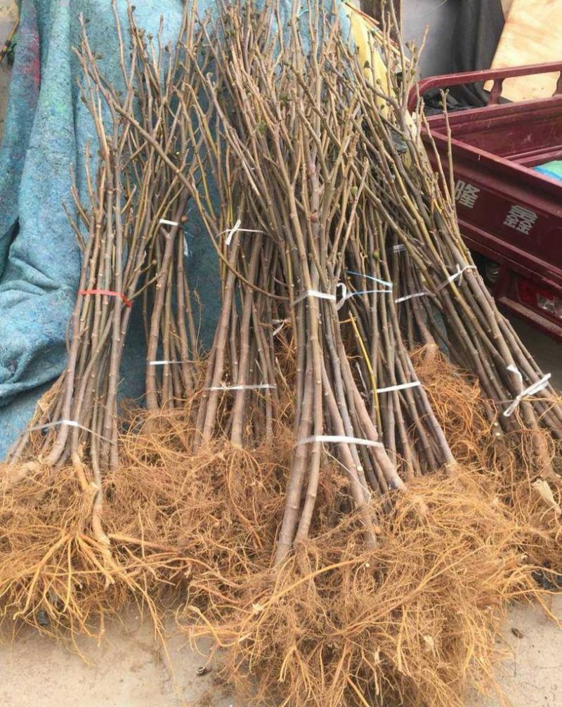 无花果树苗南北方种植盆栽地栽阳台庭院四季种植果树