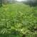 无花果树苗南北方种植盆栽地栽阳台庭院四季种植果树