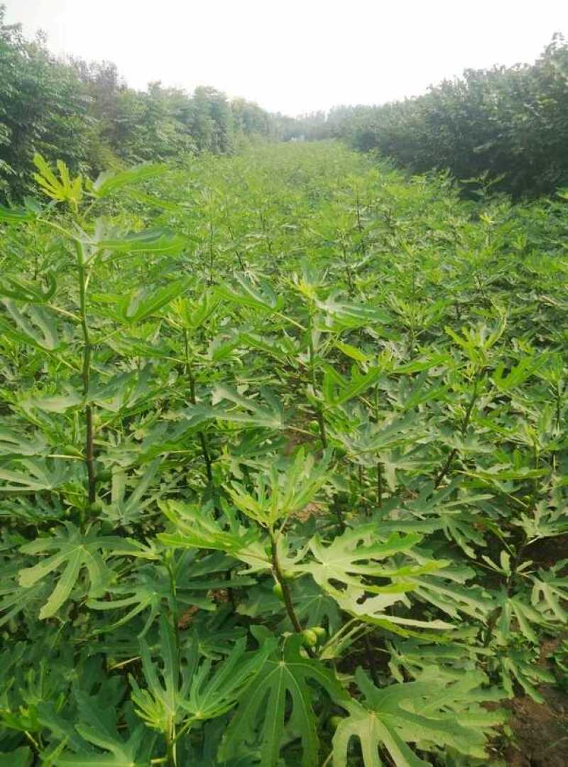 无花果树苗南北方种植盆栽地栽阳台庭院四季种植果树