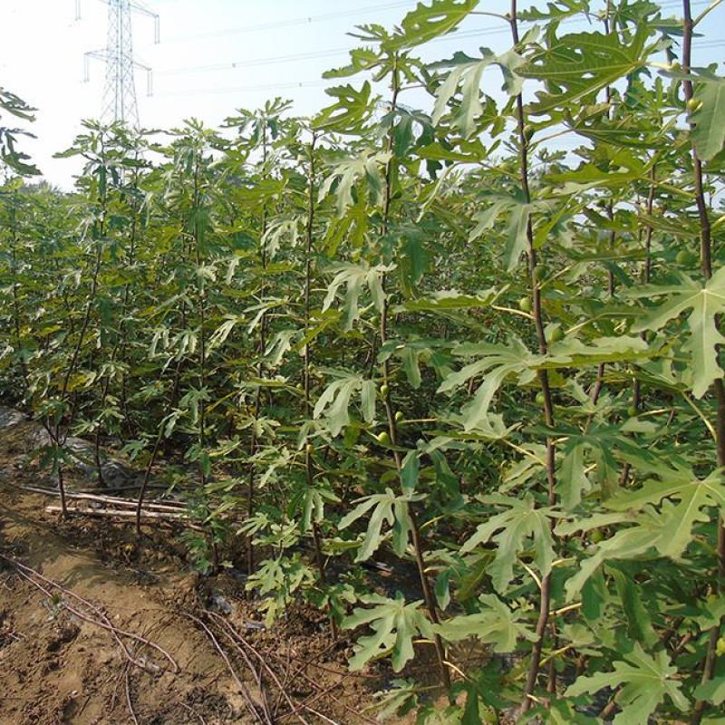 无花果树苗南北方种植盆栽地栽阳台庭院四季种植果树