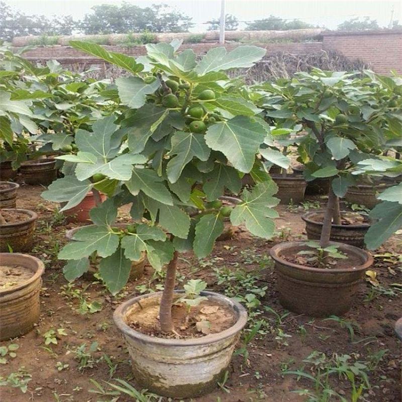 无花果树苗南北方种植盆栽地栽阳台庭院四季种植果树