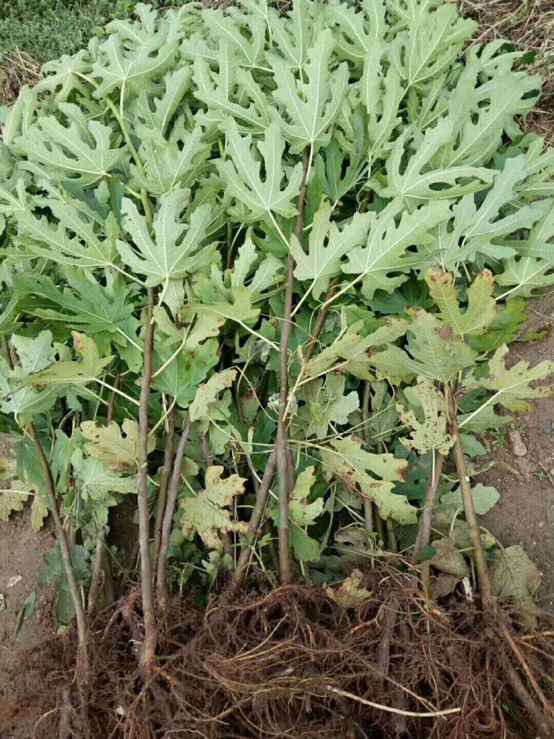 无花果树苗南北方种植盆栽地栽阳台庭院四季种植果树