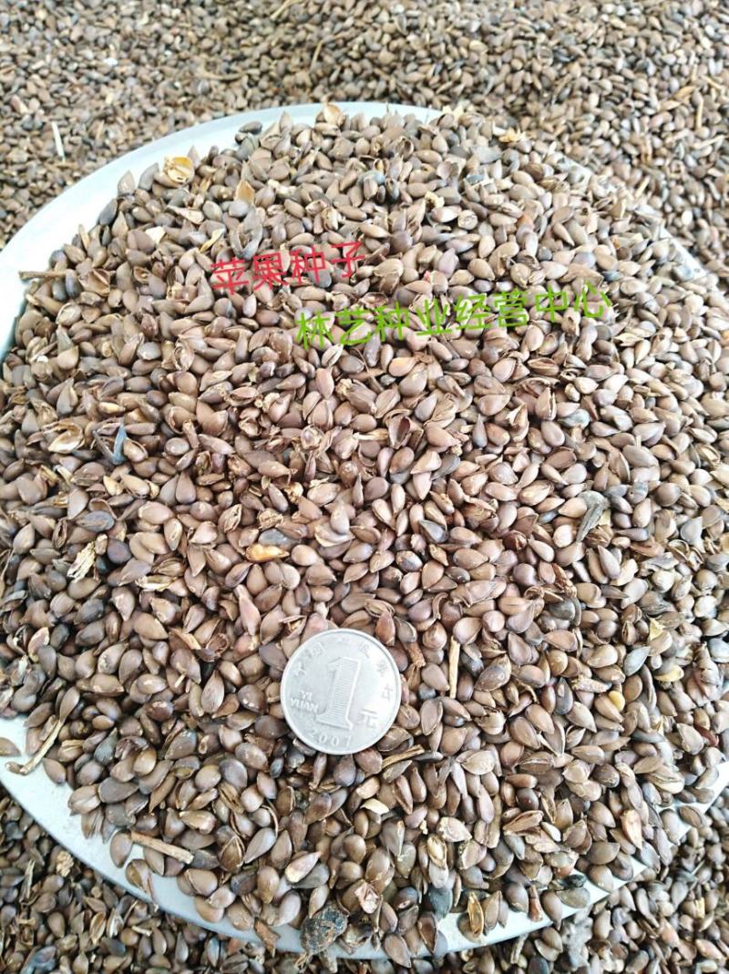 当年新苹果种子山丁子四季播水果种子苹果树的种子室内盆栽
