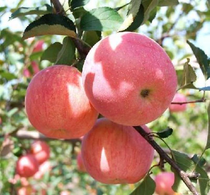当年新苹果种子四季播水果种子苹果树的种子室内盆栽