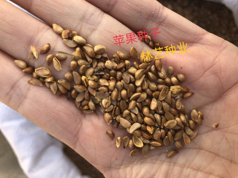 当年新苹果种子山丁子四季播水果种子苹果树的种子室内盆栽