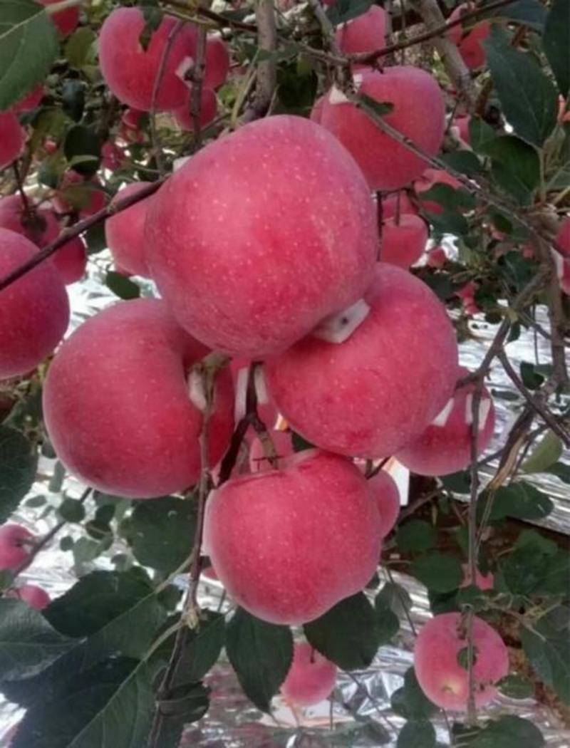 当年新苹果种子四季播水果种子苹果树的种子室内盆栽