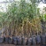 苹果树果苗南北方种植嫁接苹果树苗特大红富士冰糖心苹果苗