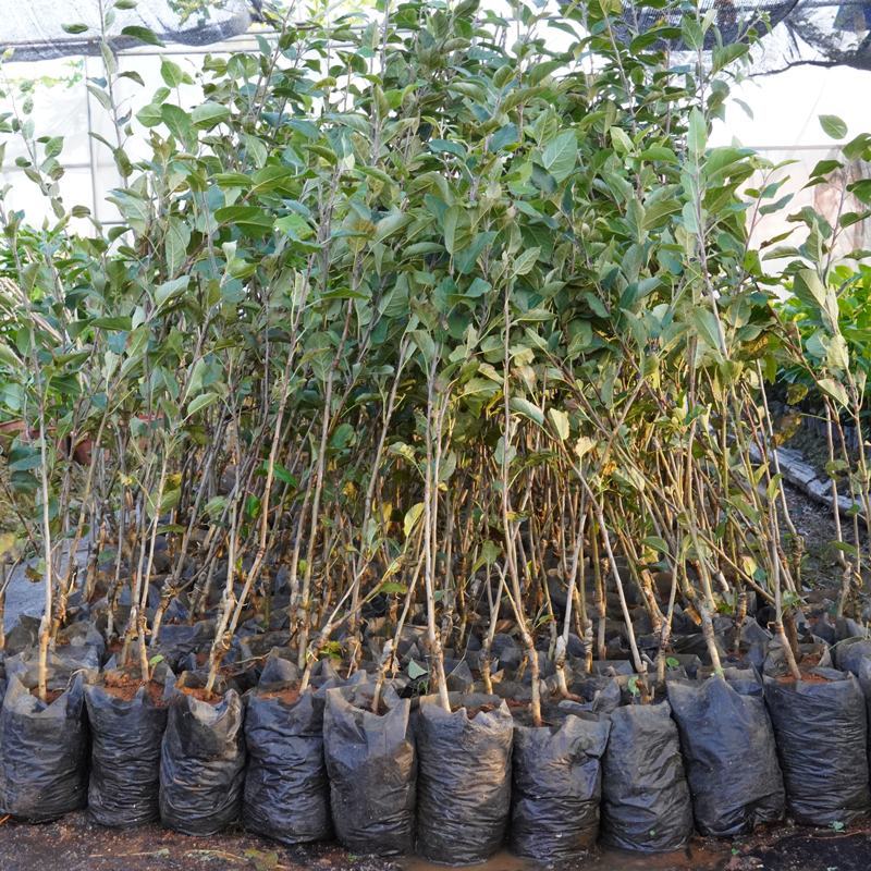 苹果树果苗南北方种植嫁接苹果树苗特大红富士冰糖心苹果苗