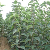 苹果树果苗南北方种植嫁接苹果树苗特大红富士冰糖心苹果苗