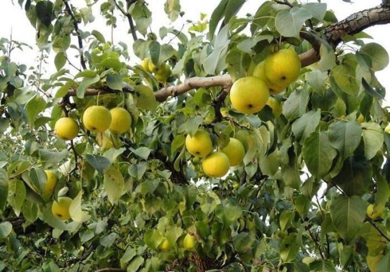 新采梨树种子苹果种子山梨树种子嫁接黄金梨水晶梨