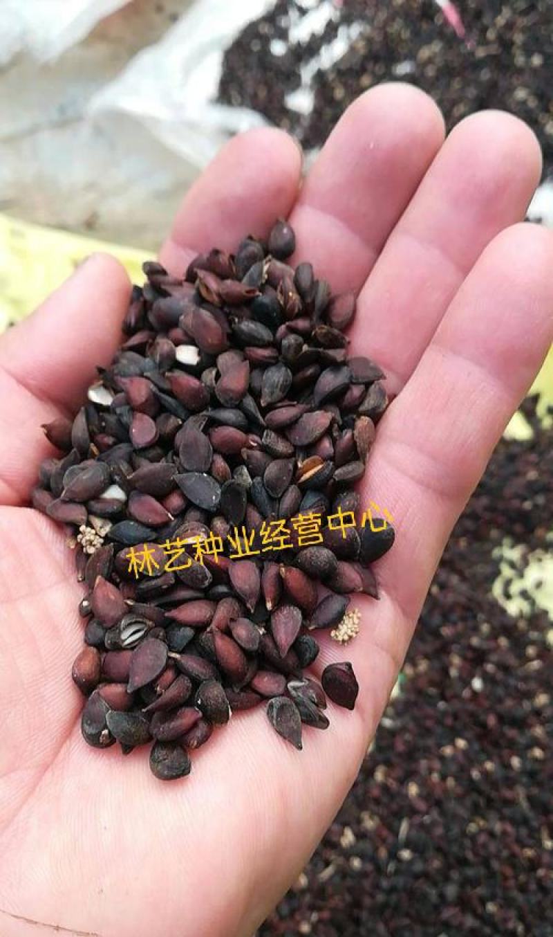 新采梨树种子苹果种子山梨树种子嫁接黄金梨水晶梨