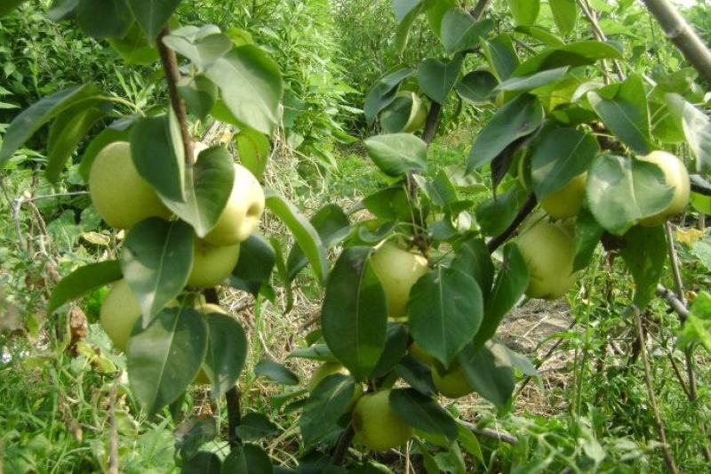 新采梨树种子苹果种子山梨树种子嫁接黄金梨水晶梨