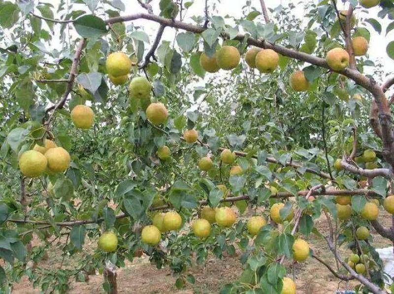 新采梨树种子苹果种子山梨树种子嫁接黄金梨水晶梨