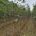 梨树苗果树苗嫁接苹果梨苗南方北方庭院地栽盆栽种植当年结果