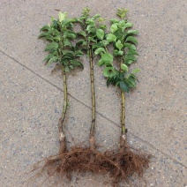 梨树苗果树苗嫁接苹果梨苗南方北方庭院地栽盆栽种植当年结果