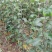 梨树苗果树苗嫁接苹果梨苗南方北方庭院地栽盆栽种植当年结果