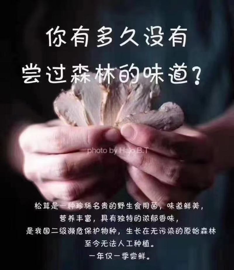 松茸