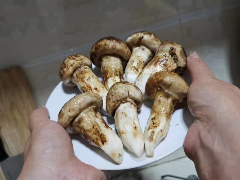 松茸