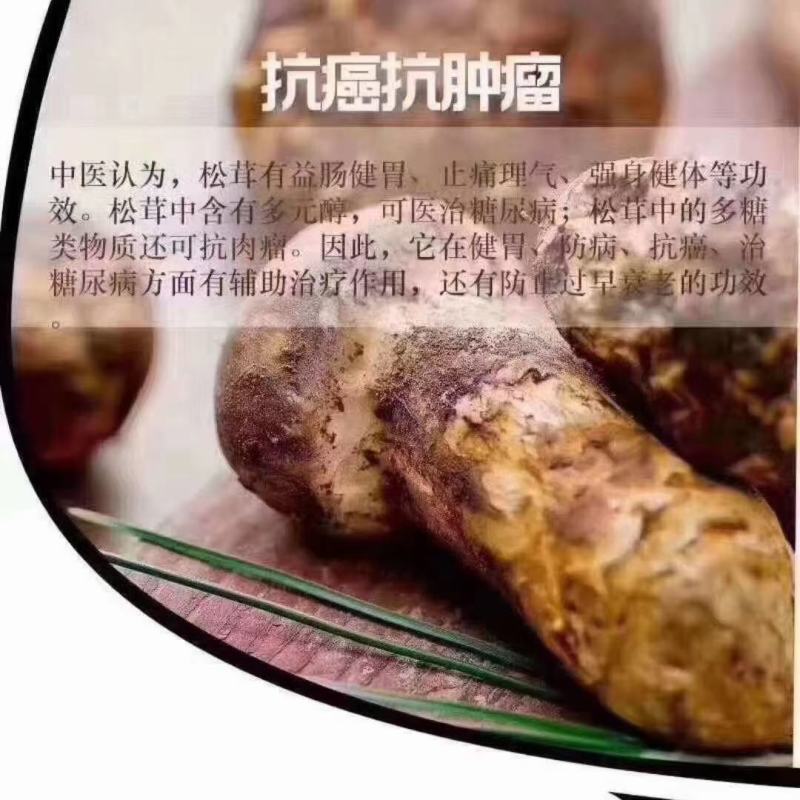 松茸