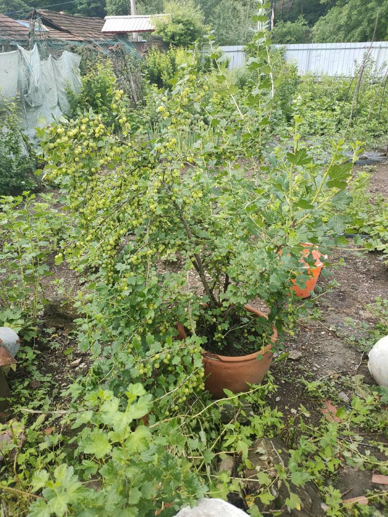 【基地直发】精品加拿大1号灯笼果苗常年批发高产特大果实价低