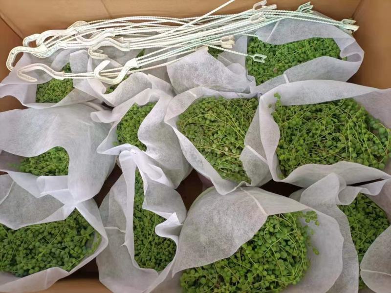 长藤佛珠基地直销室内盆栽当天下单当天发货
