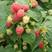 【精品推荐】优质树莓苗双季红树莓苗当年栽苗当年挂果产量高