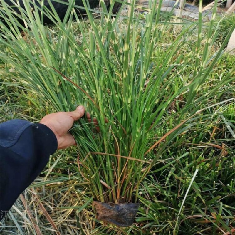 斑叶芒，花叶芒，一手货源，基地直发，大量供应