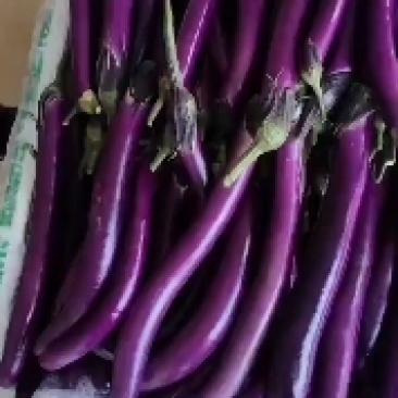 704线茄