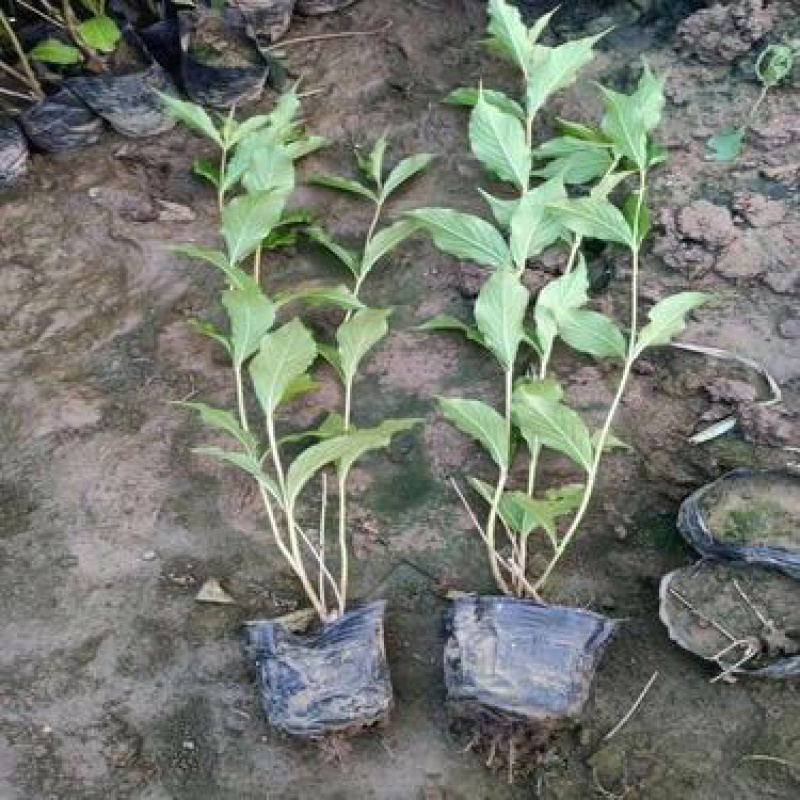 红王子锦带，批发基地，杯苗，盆栽苗，规格齐全