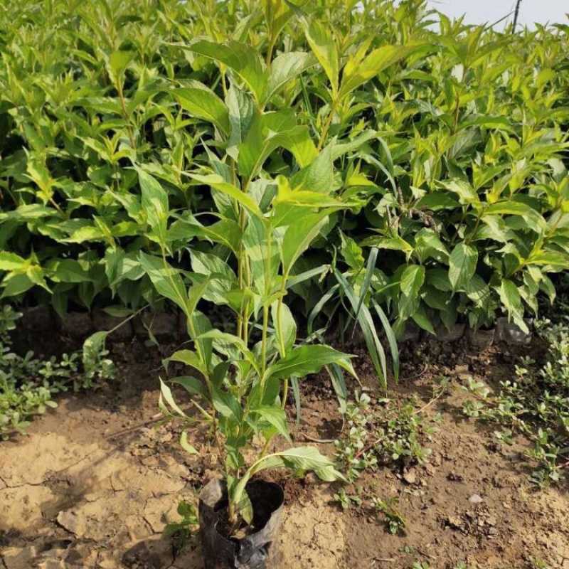 红王子锦带，批发基地，杯苗，盆栽苗，规格齐全