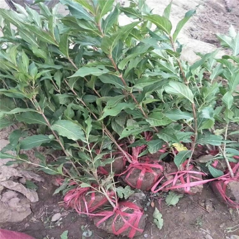 红王子锦带，批发基地，杯苗，盆栽苗，规格齐全