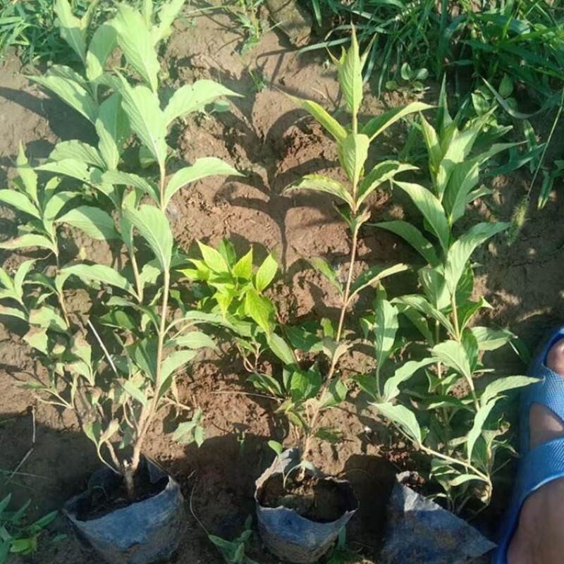红王子锦带，批发基地，杯苗，盆栽苗，规格齐全