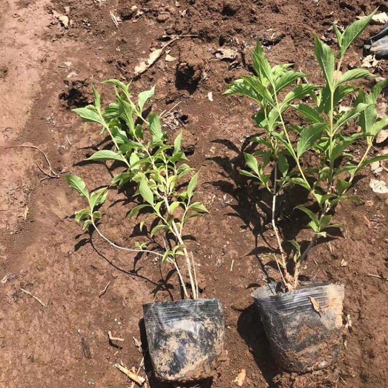 红王子锦带，批发基地，杯苗，盆栽苗，规格齐全