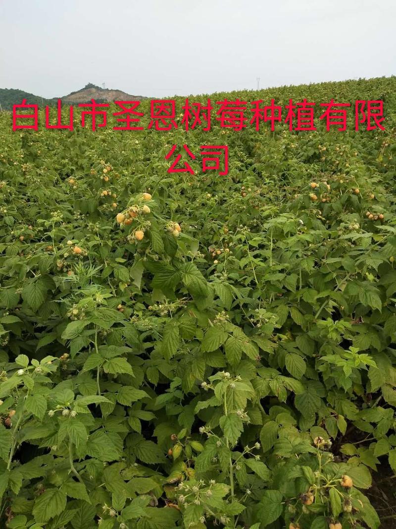 【精品】优质双季黄树莓苗当年栽苗当年挂果产量高口感好价格低